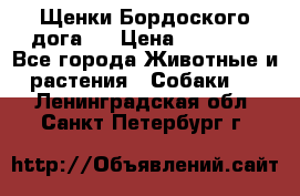 Щенки Бордоского дога.  › Цена ­ 30 000 - Все города Животные и растения » Собаки   . Ленинградская обл.,Санкт-Петербург г.